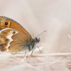 Coenonympha dorus Variation bieli