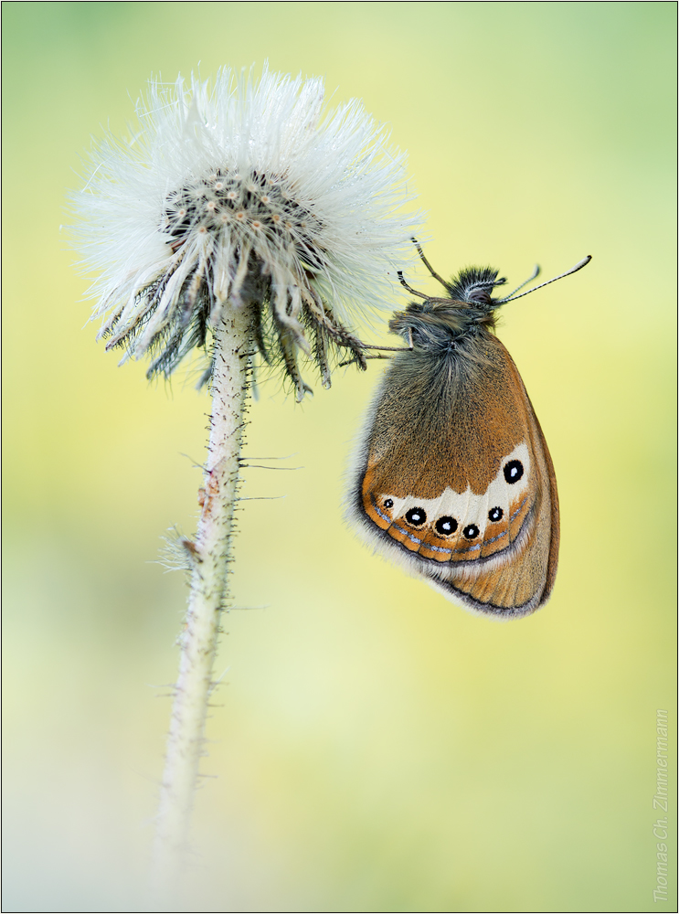 Coenonympha gardetta ...