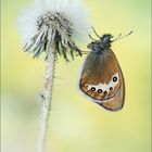 Coenonympha gardetta ...