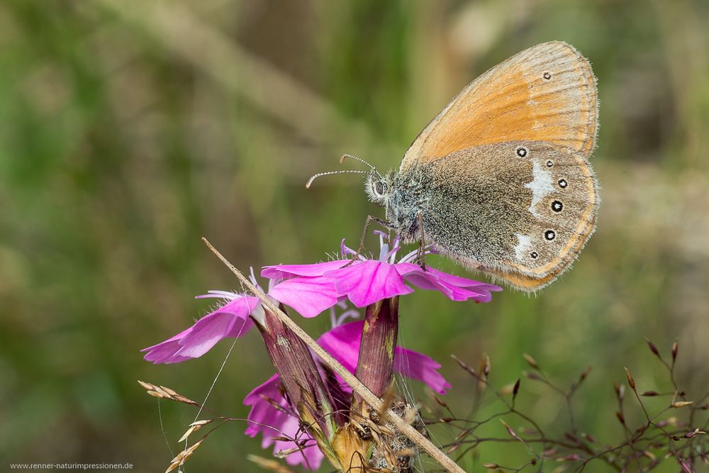 Coenonympha glycerion