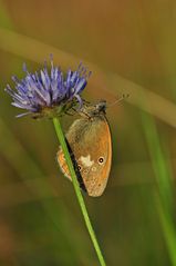 Coenonympha glycerion #2