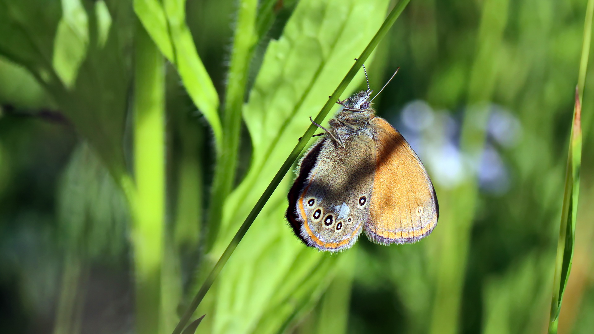 Coenonympha glycerion