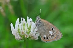 Coenonympha glycerion #3