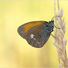 Coenonympha glycerion