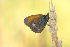 Coenonympha glycerion