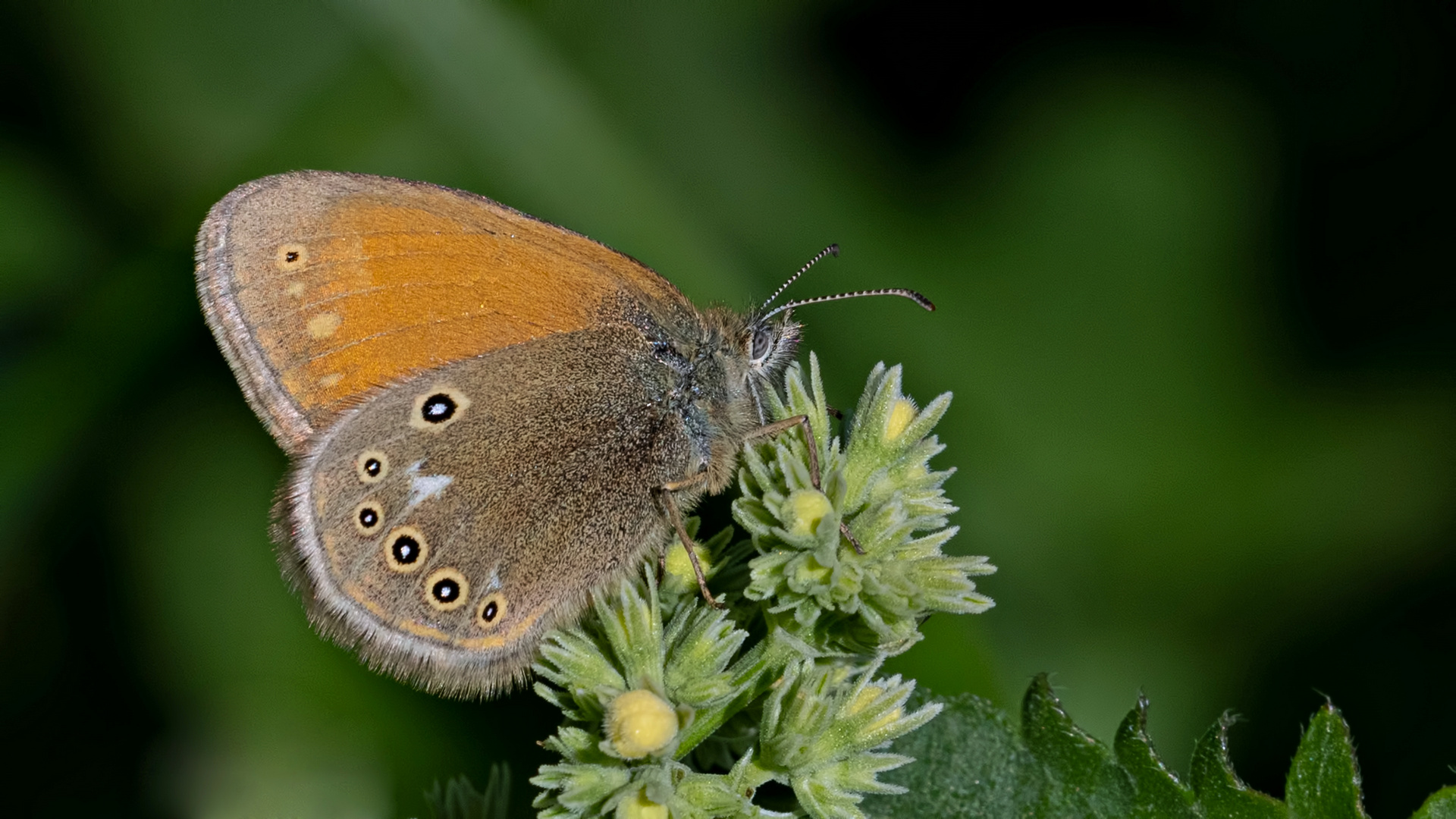 Coenonympha glycerion