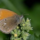 Coenonympha glycerion