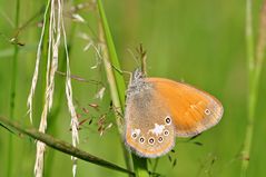 Coenonympha glycerion