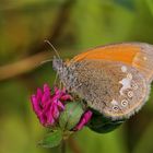 Coenonympha glycerion (Rostbraunes Wiesenvögelchen)