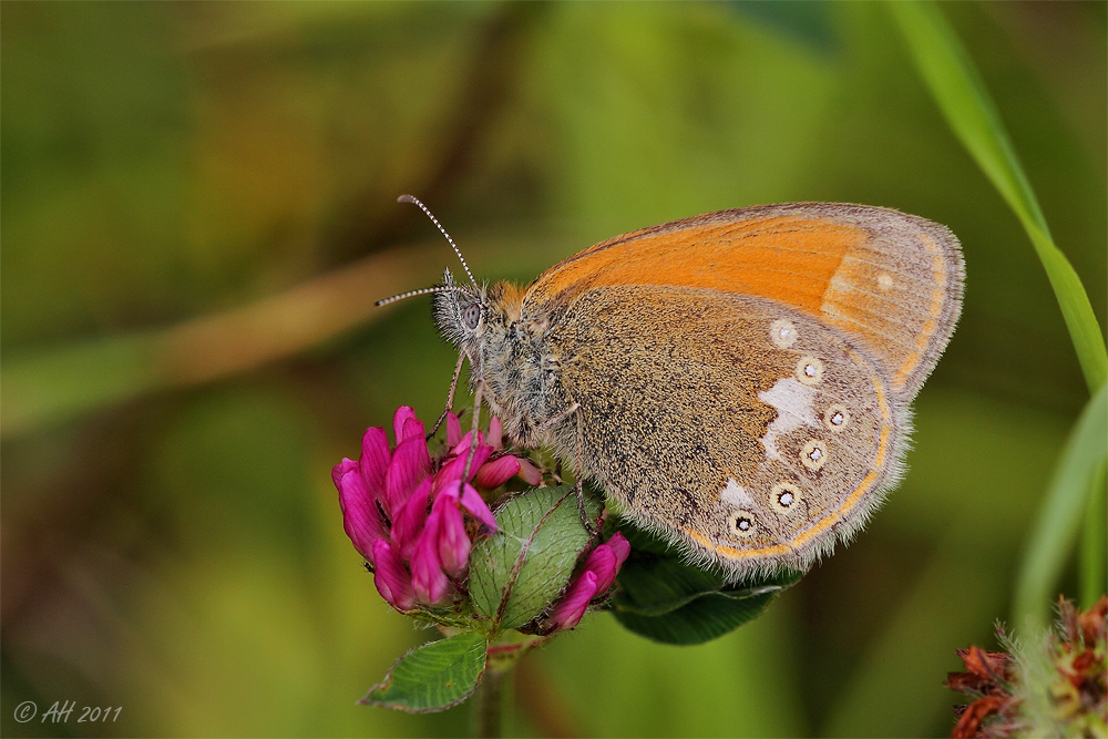 Coenonympha glycerion (Rostbraunes Wiesenvögelchen)