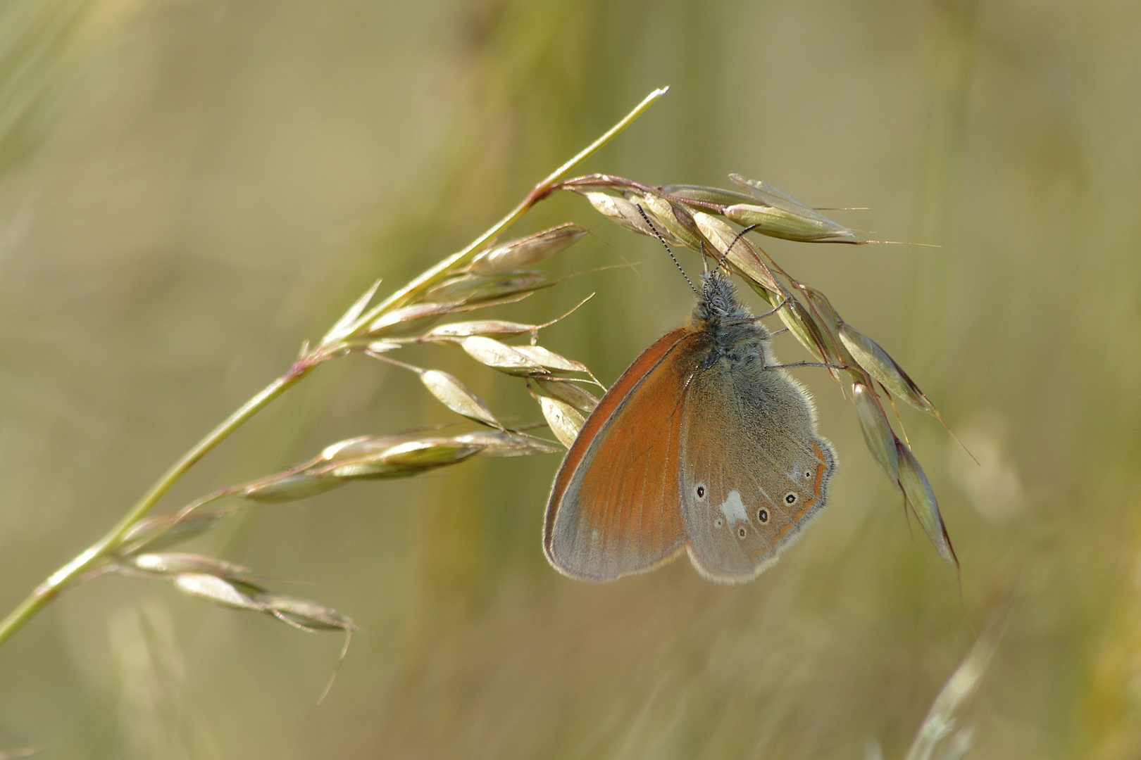 Coenonympha glycerion, Rotbraunes Wiesenvögelchen