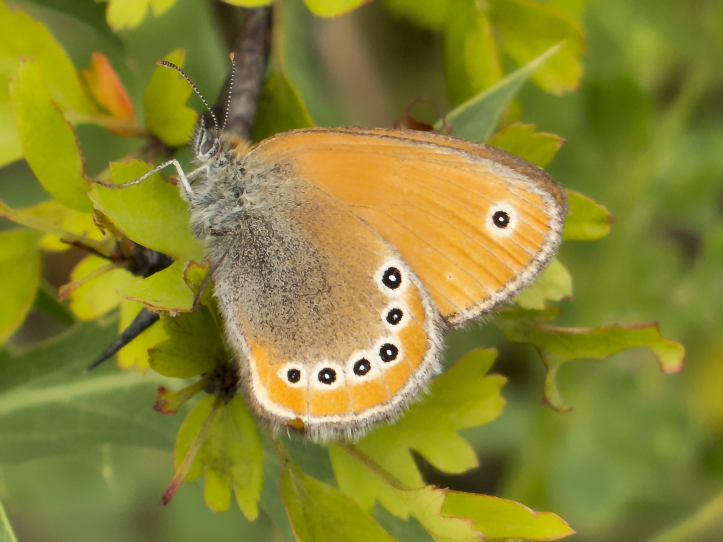 Coenonympha leander