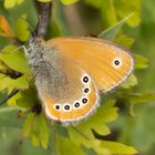 Coenonympha leander