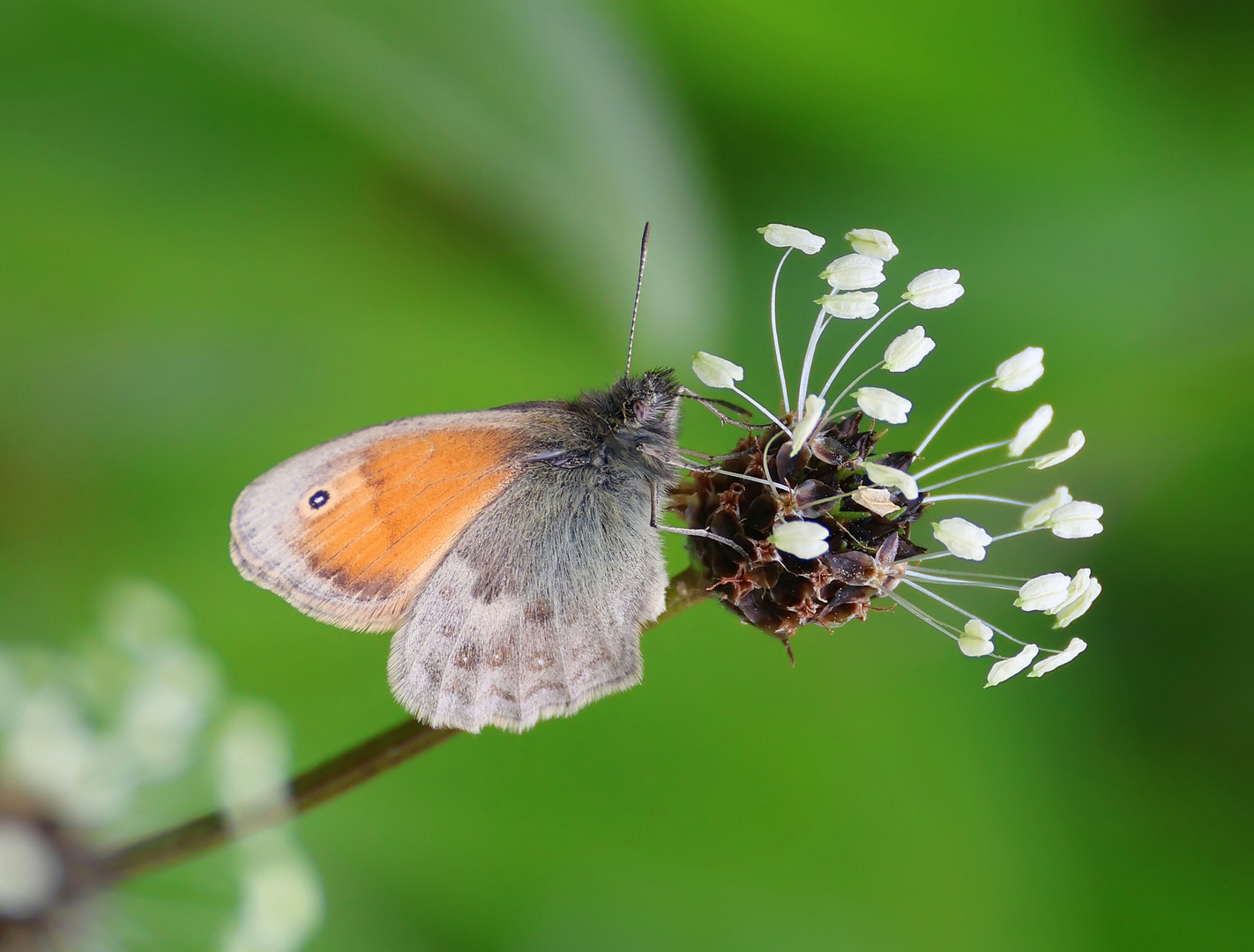 Coenonympha pamphilus 