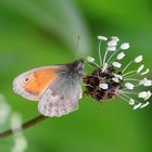 Coenonympha pamphilus 