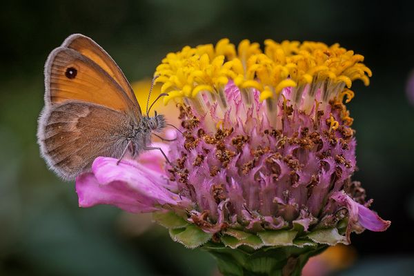 Coenonympha pamphilus