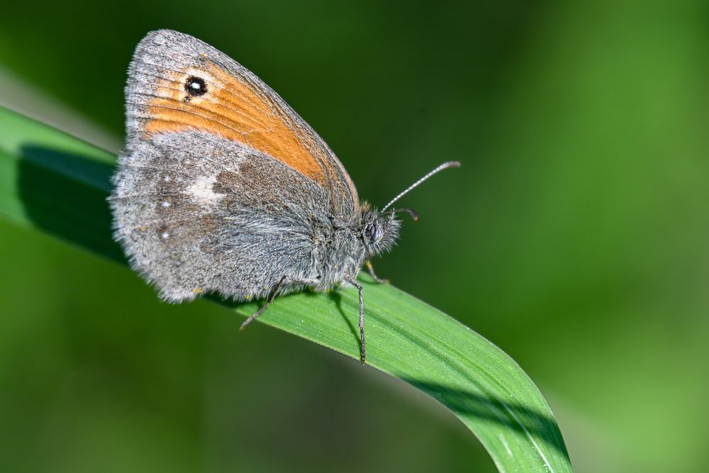 Coenonympha pamphilus