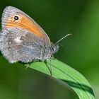 Coenonympha pamphilus