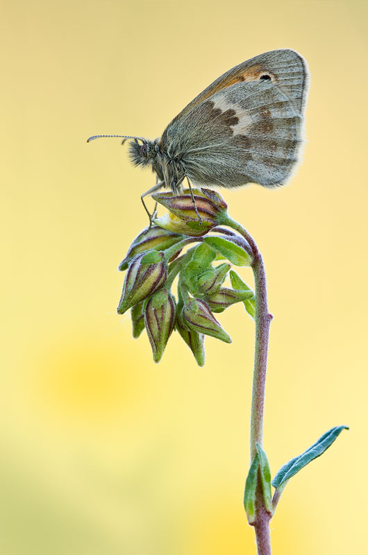 Coenonympha pamphilus