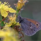 - Coenonympha pamphilus -