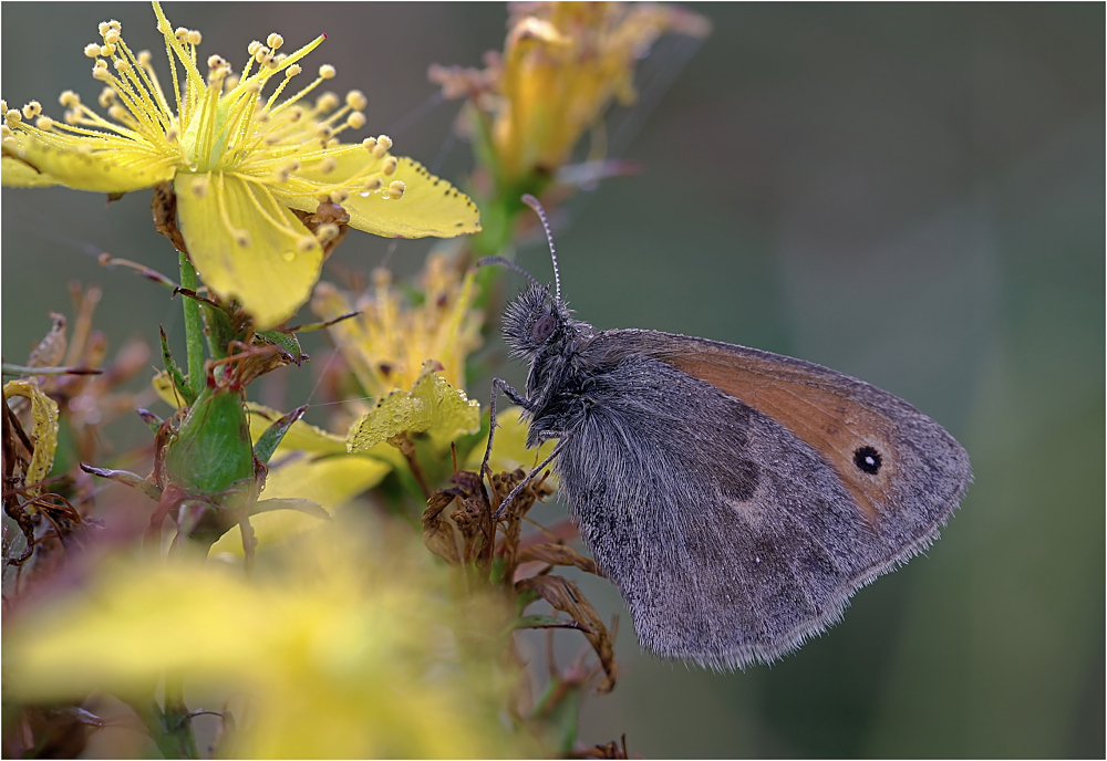 - Coenonympha pamphilus -