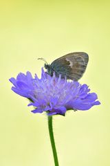 Coenonympha pamphilus #2