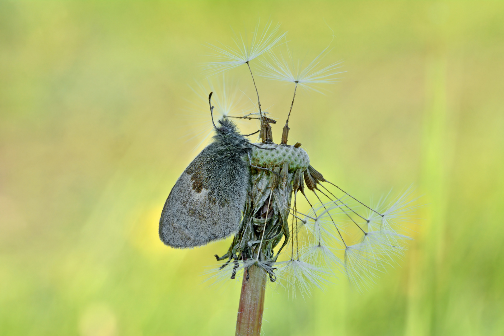 Coenonympha pamphilus #2