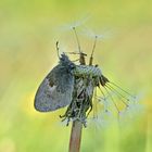 Coenonympha pamphilus #2