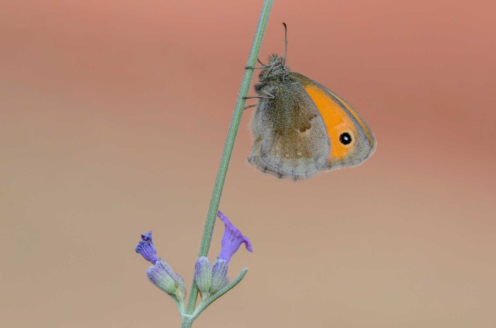 Coenonympha pamphilus 