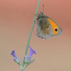 Coenonympha pamphilus 