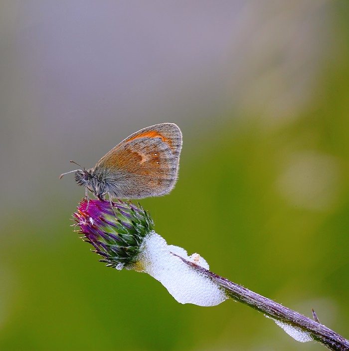 Coenonympha pamphilus