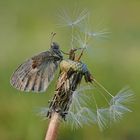 Coenonympha pamphilus