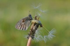 Coenonympha pamphilus