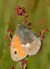 Coenonympha pamphilus #3