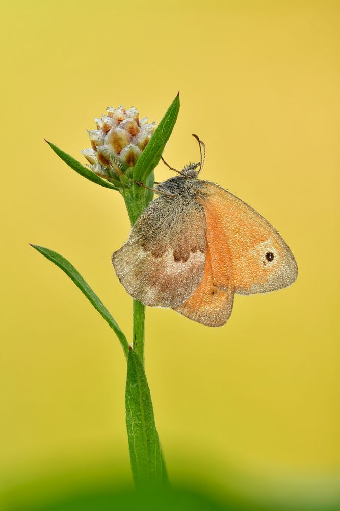 Coenonympha pamphilus #3