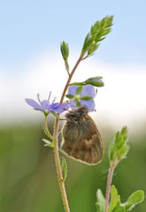 Coenonympha pamphilus