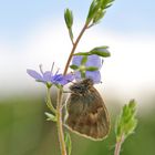 Coenonympha pamphilus