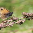 Coenonympha pamphilus