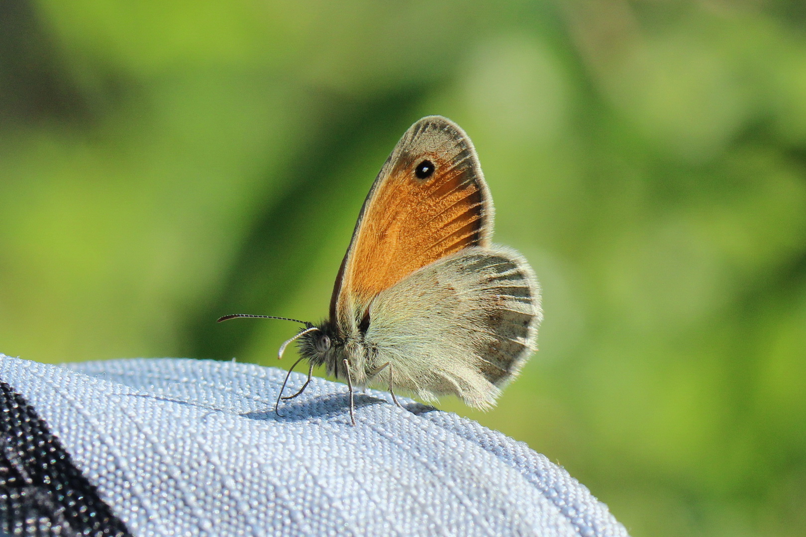 Coenonympha pamphilus