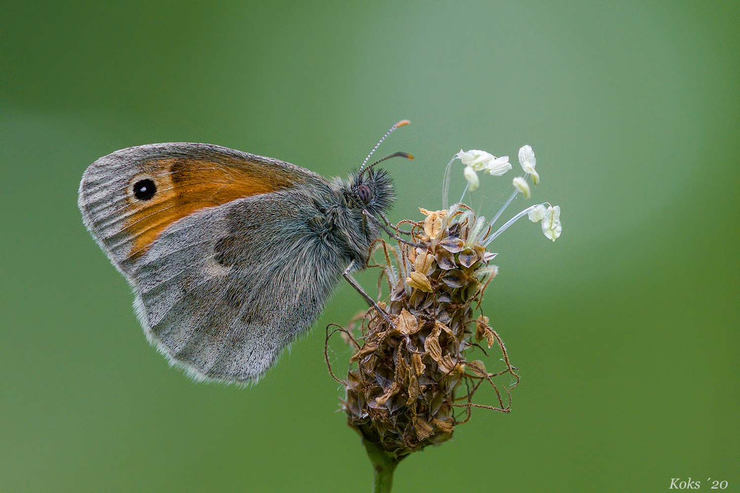 Coenonympha pamphilus