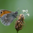 Coenonympha pamphilus