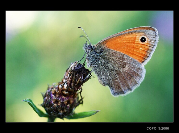 Coenonympha pamphilus