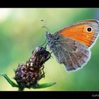 Coenonympha pamphilus