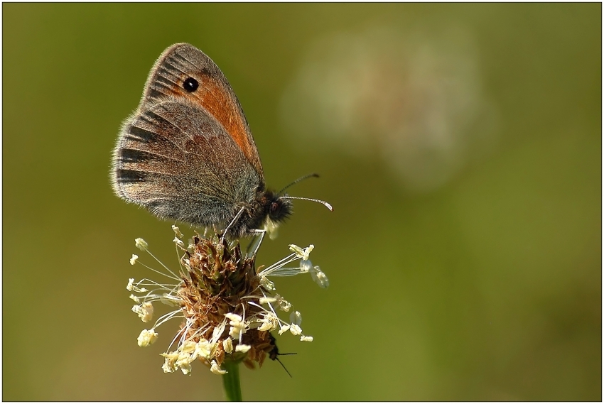 Coenonympha pamphilus