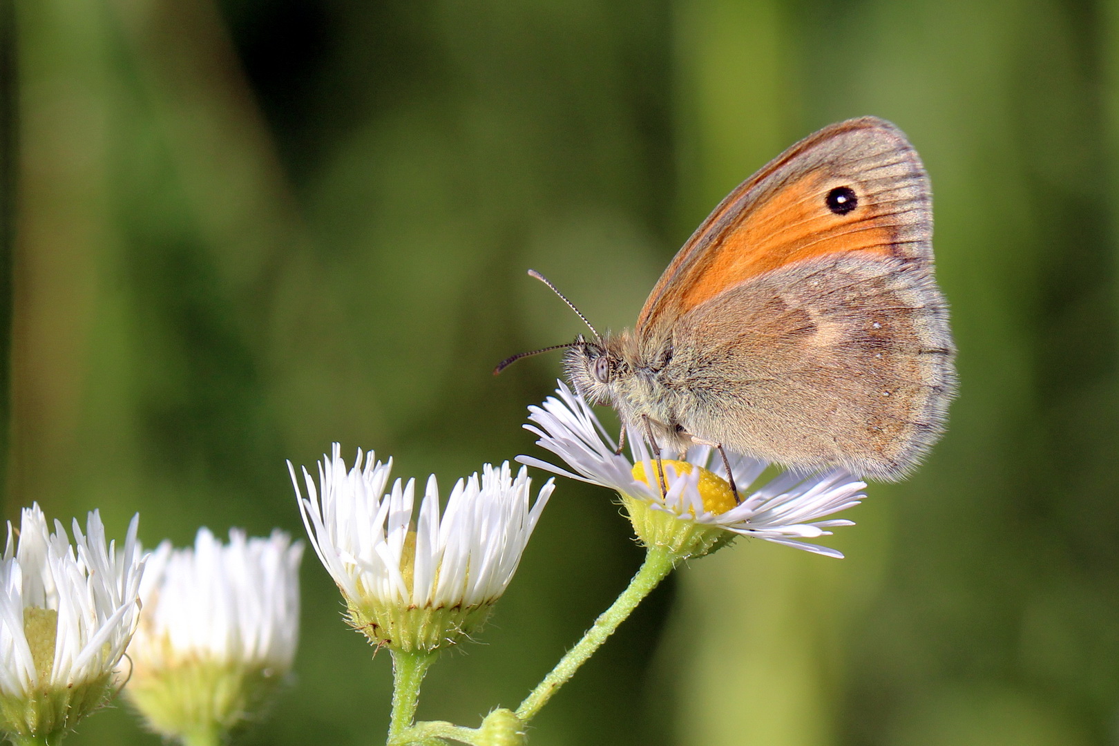 Coenonympha pamphilus