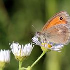 Coenonympha pamphilus