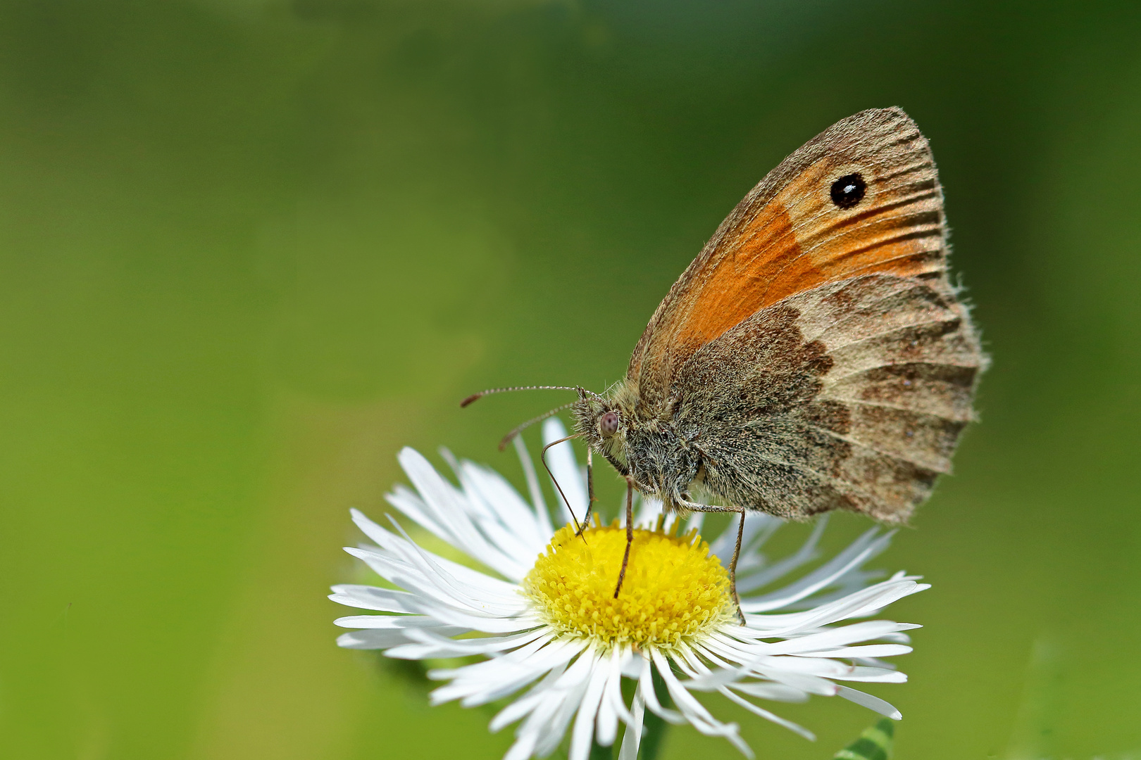 Coenonympha pamphilus