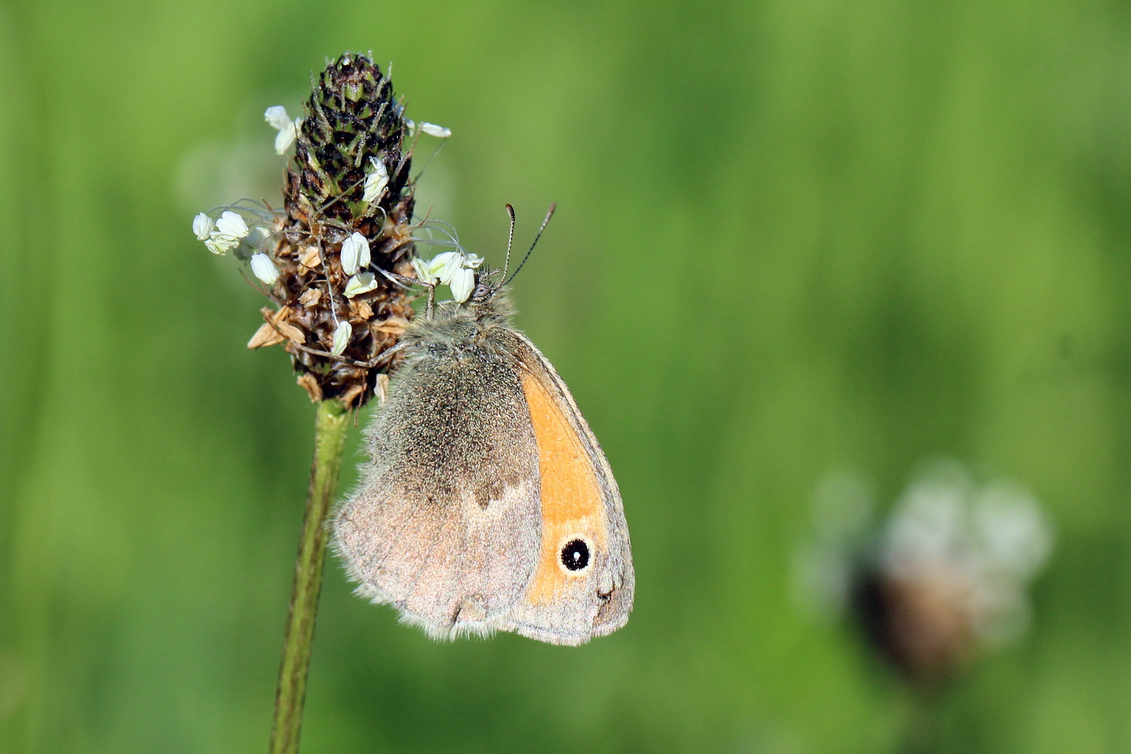 Coenonympha pamphilus