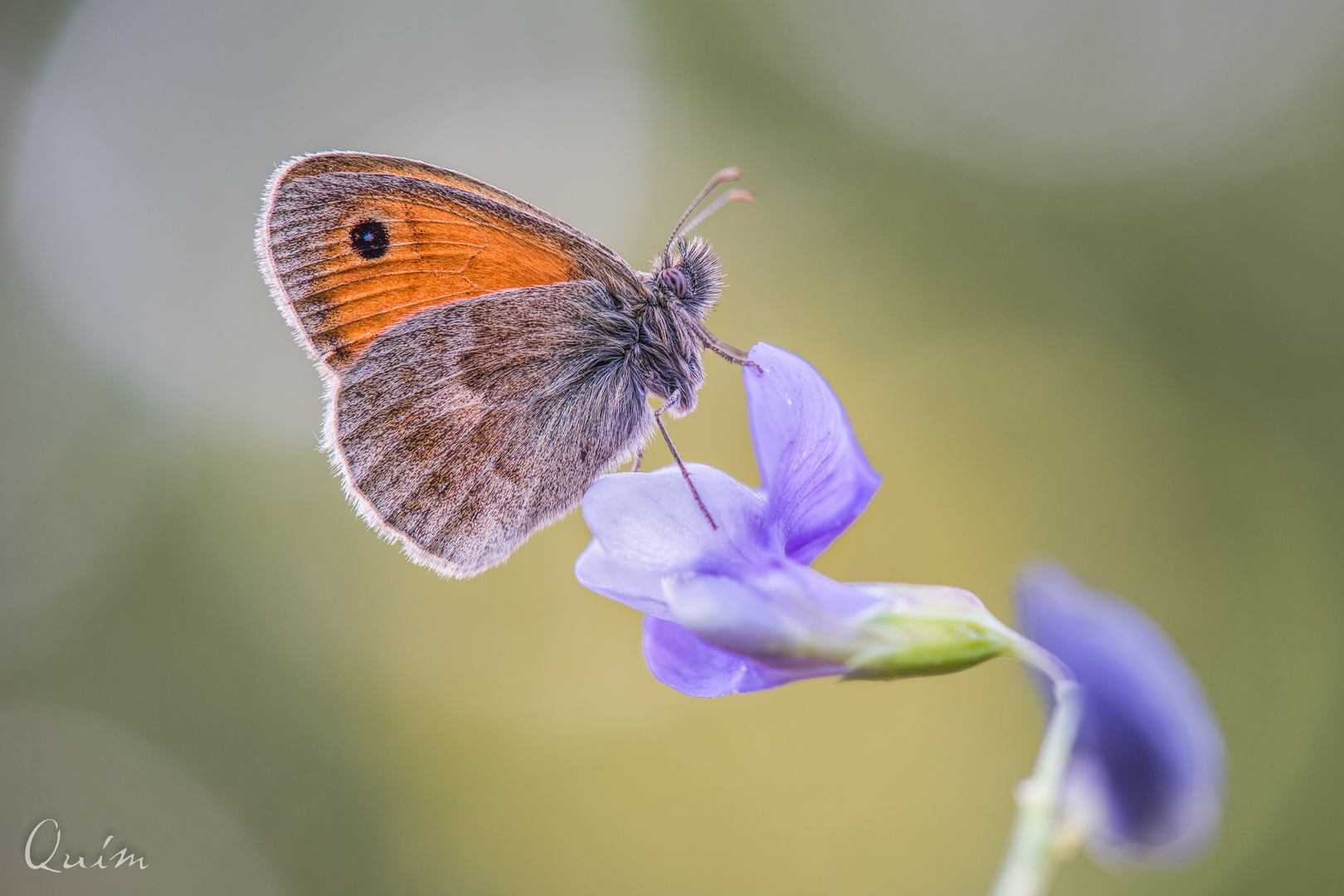 Coenonympha pamphilus