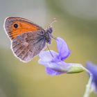 Coenonympha pamphilus